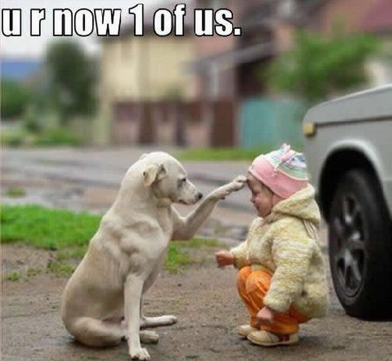 Dog and Child Interacting
