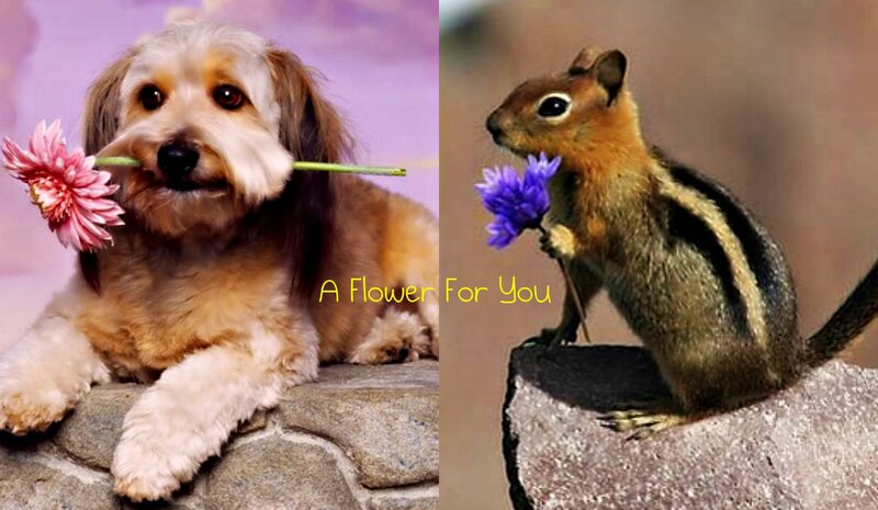 Dog and Chipmunk with Flowers