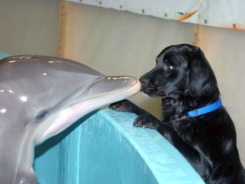 dog and dolphin interacting