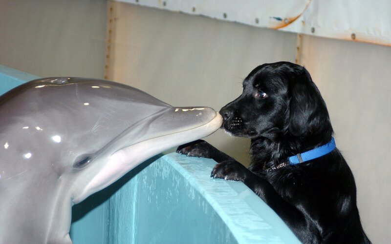 dog and dolphin interaction