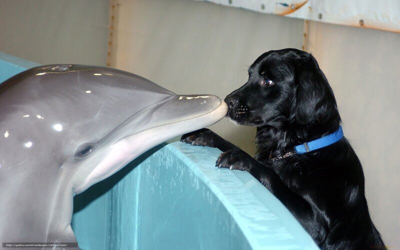 dog and dolphin interaction