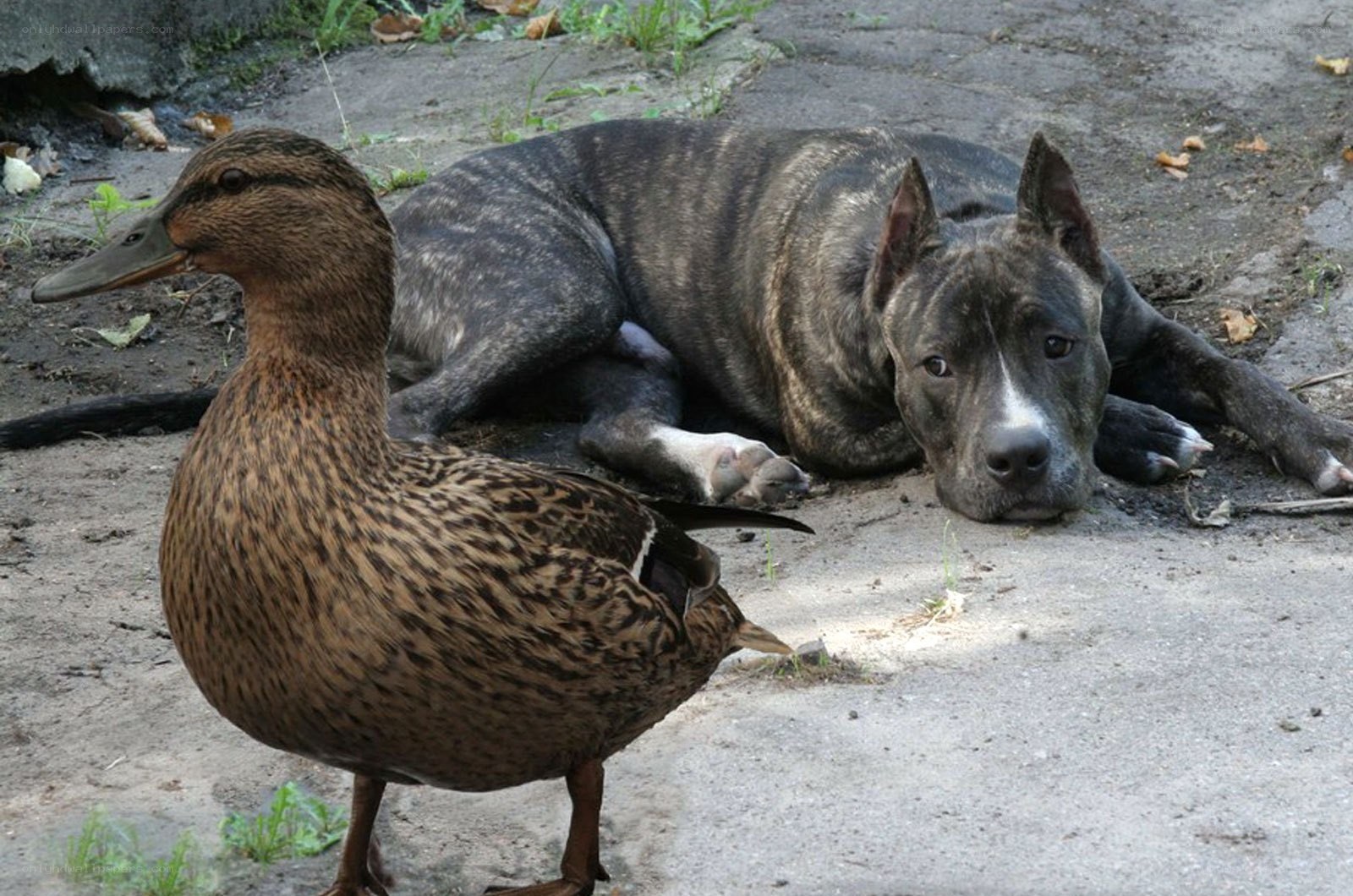 Dog and duck together
