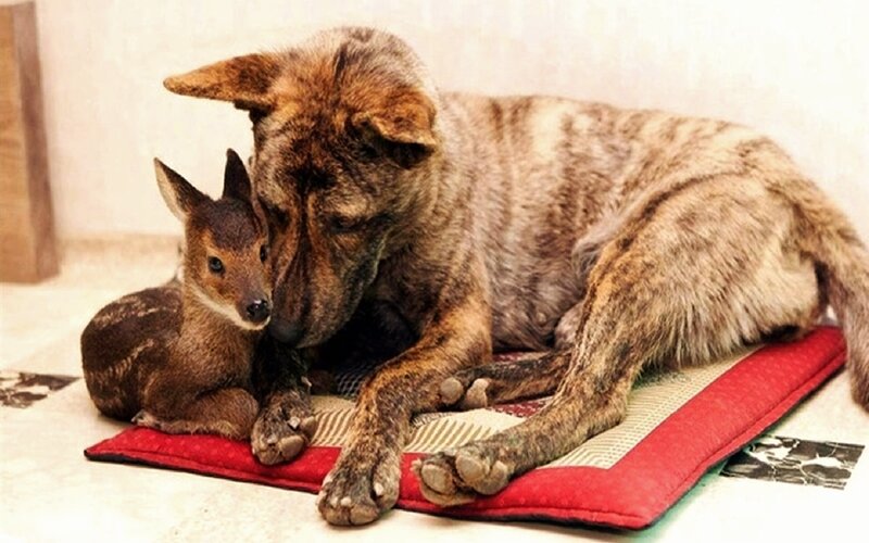 Dog and Fawn Cuddling