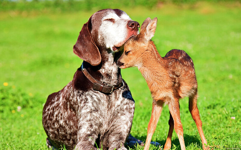 Dog and Fawn — Green, Peaceful