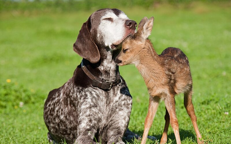 Dog and Fawn — Green