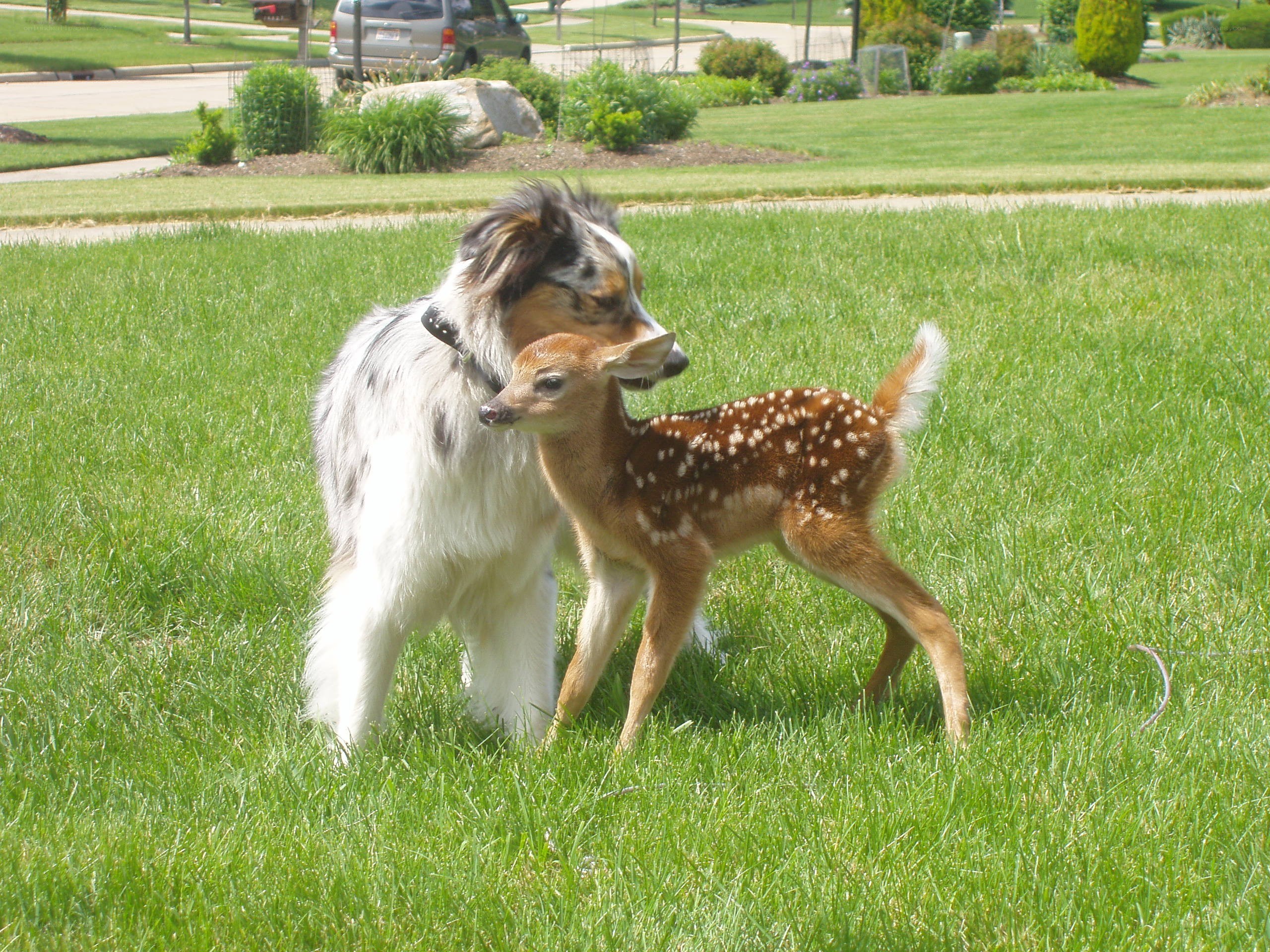 Dog and fawn in grass