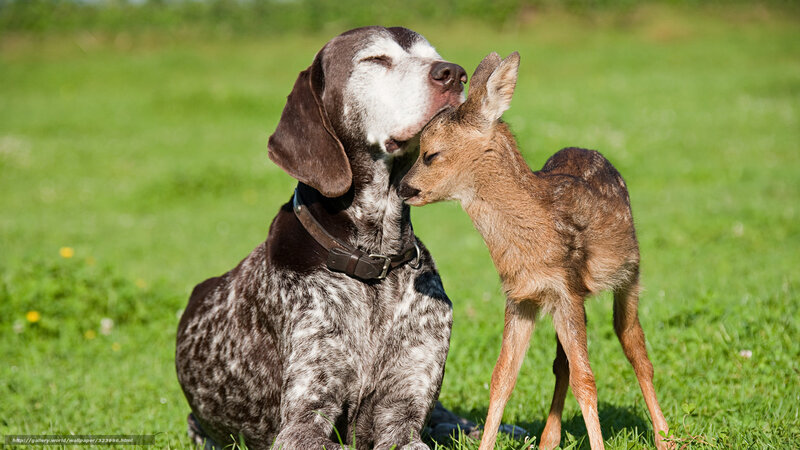 Dog and fawn in grass