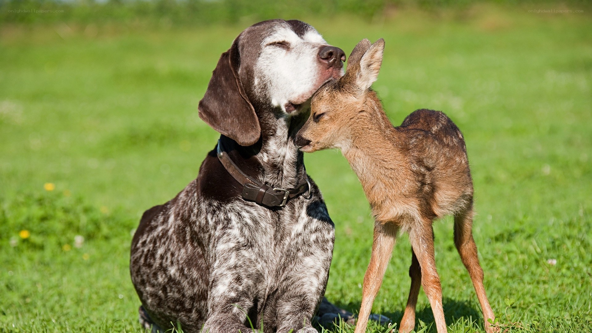 Dog and fawn nuzzle