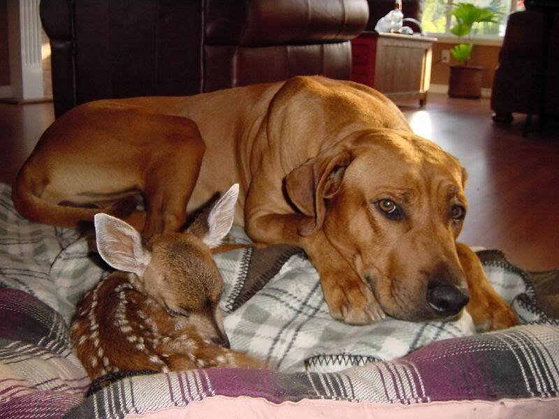 Dog and Fawn Resting