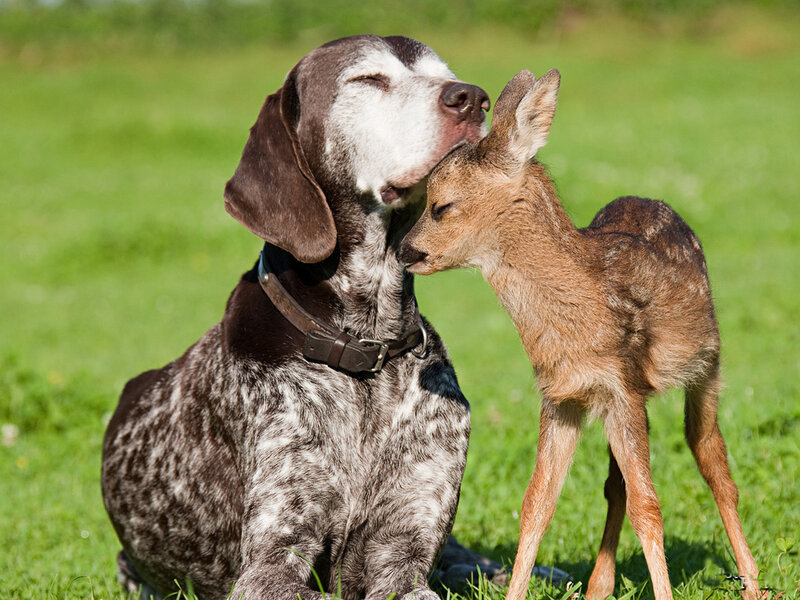 Dog and Fawn