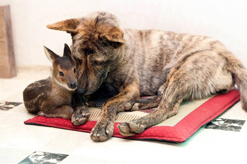 Dog and Fawn Together — Brown