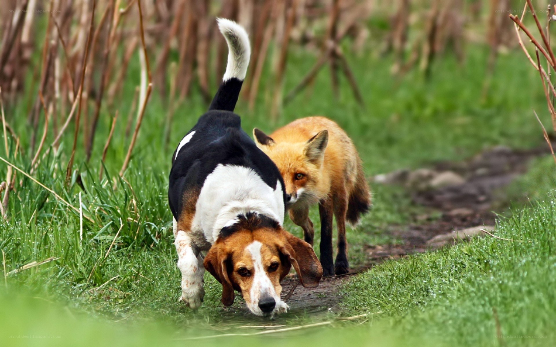 dog and fox walking together