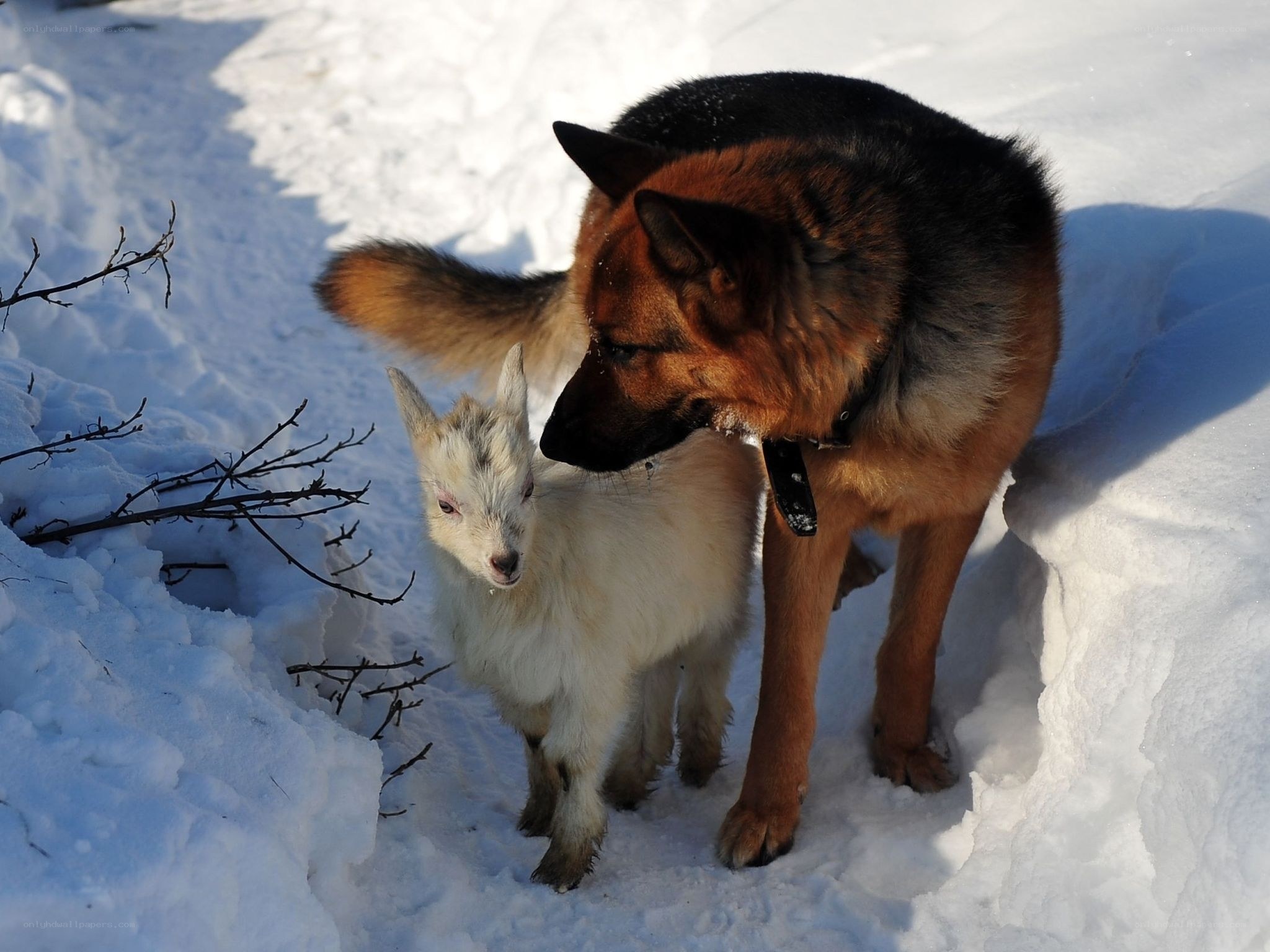 Dog and goat in snow