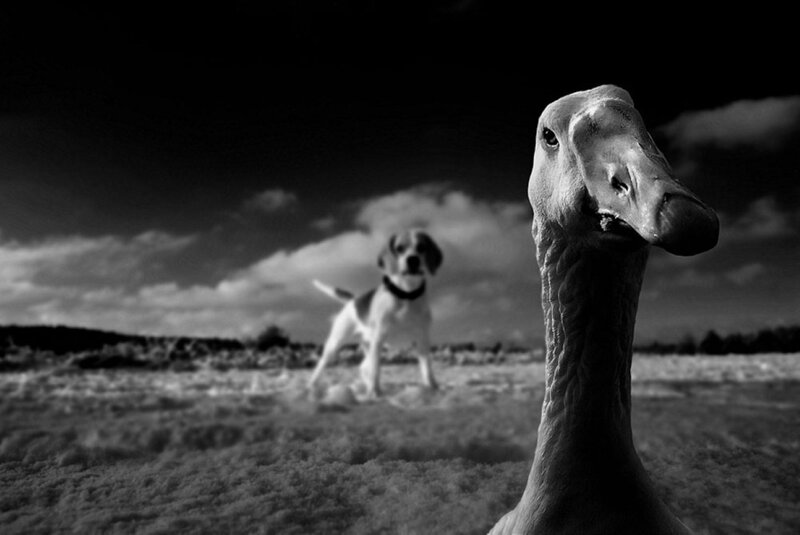 dog and goose in a field