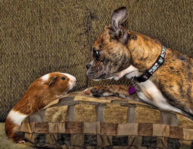 Dog and Guinea Pig