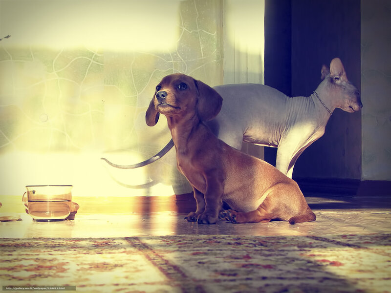 dog and hairless cat indoors