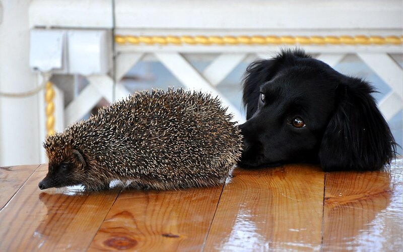 dog and hedgehog on wood