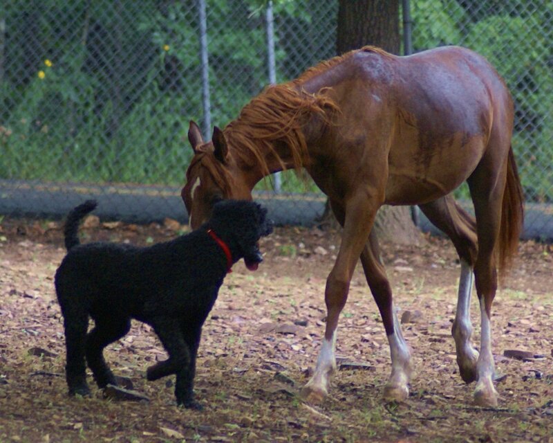 Dog and horse interacting