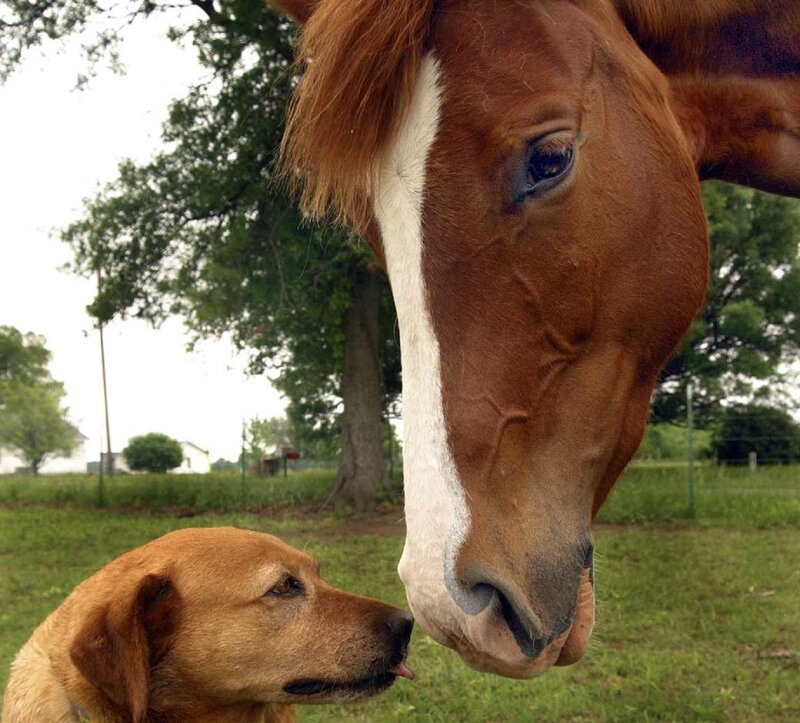 Dog and Horse Interacting — Brown, Calm, Afternoon