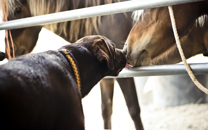Dog and Horse Interacting — Brown, Calm
