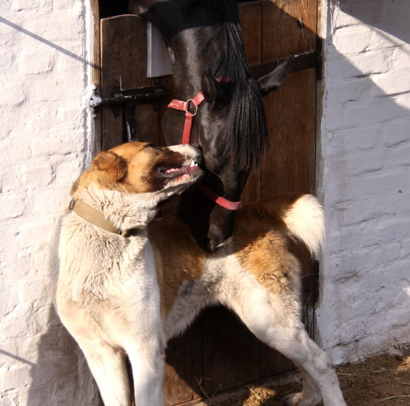 Dog and Horse Interacting — Brown