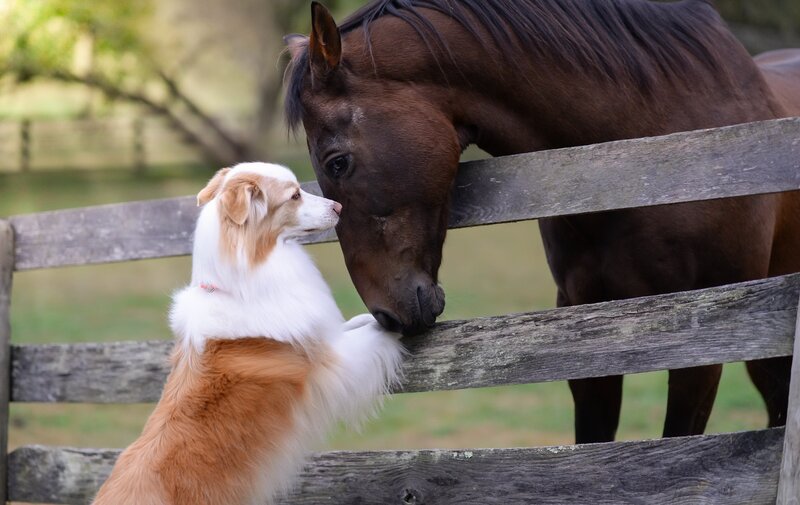 Dog and Horse Interaction