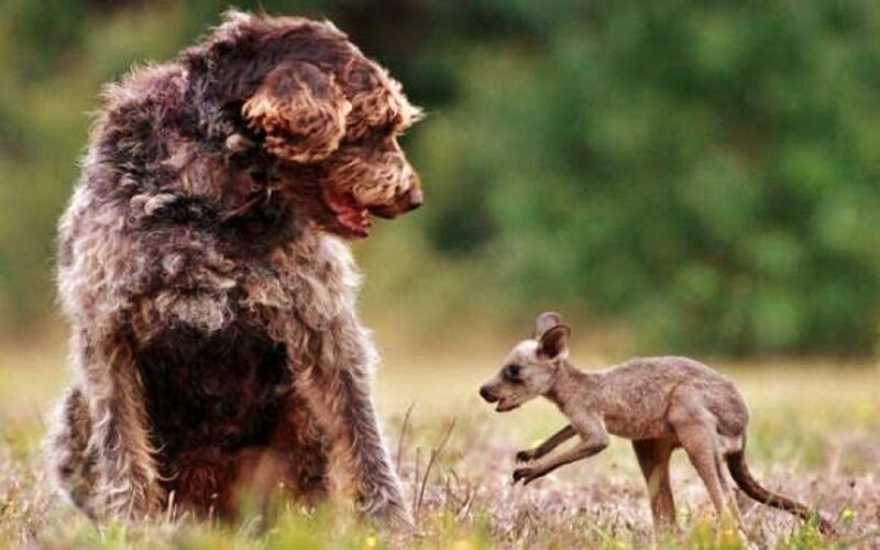 Dog and Kangaroo Joey
