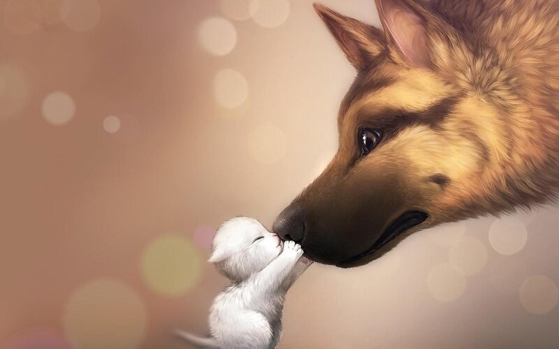dog and kitten affection