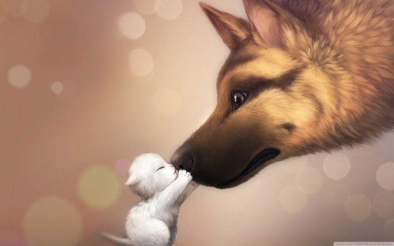 dog and kitten affection