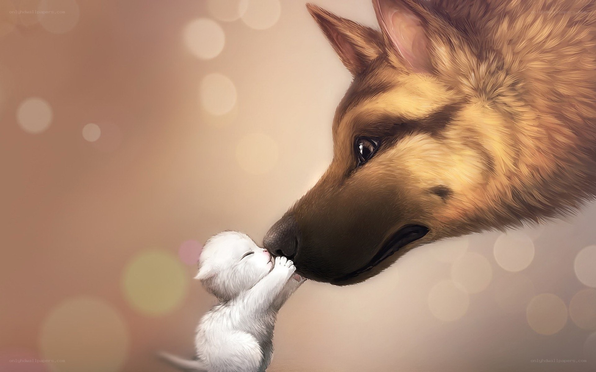 dog and kitten affection