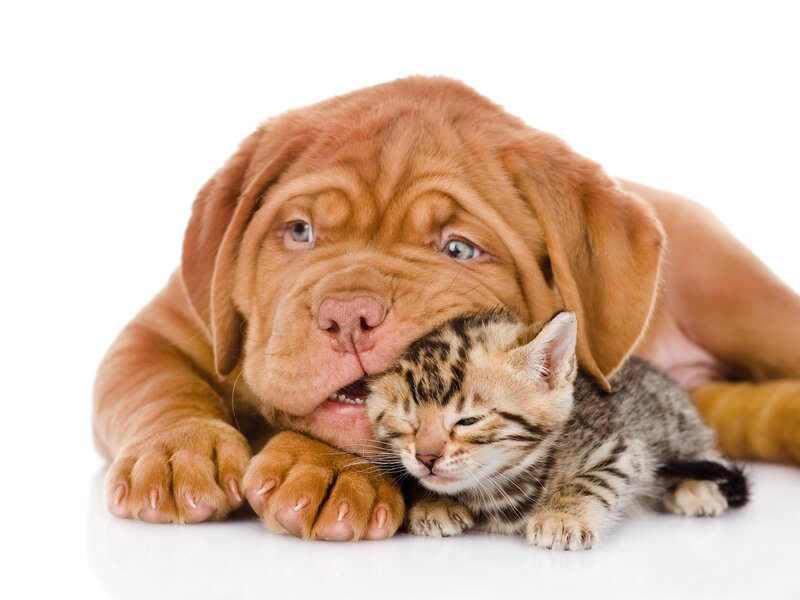 Dog and Kitten Cuddling — Brown