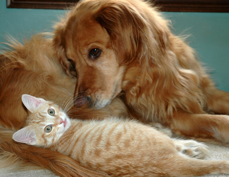 dog and kitten cuddling
