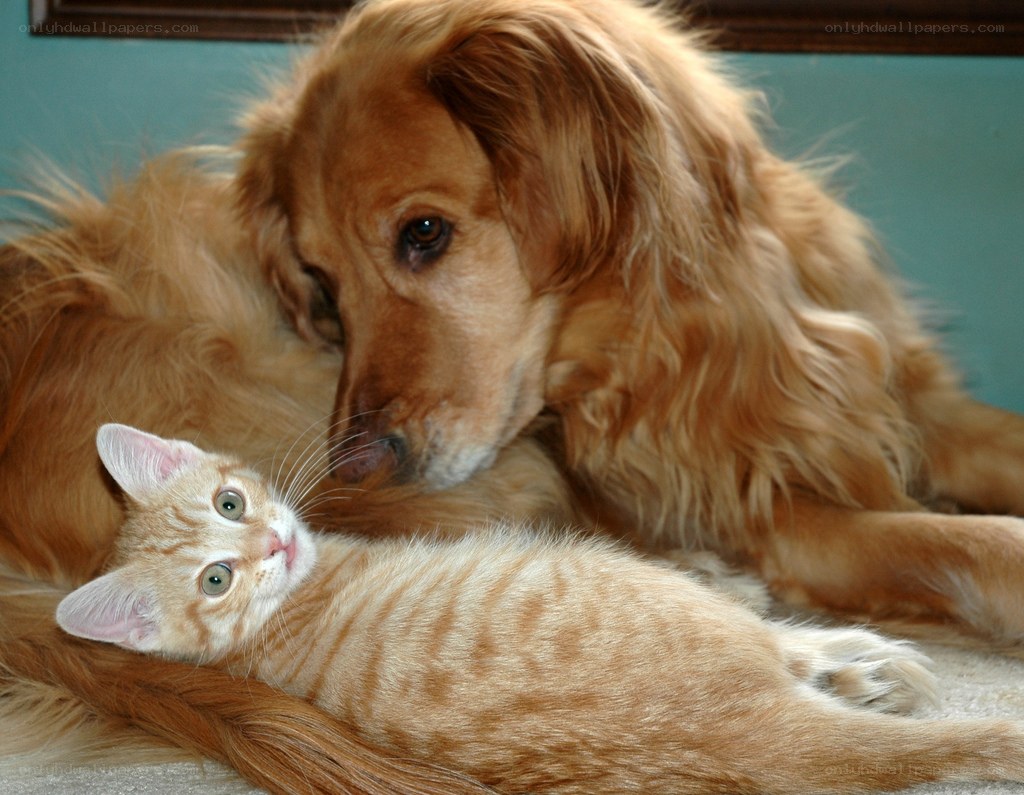 dog and kitten cuddling