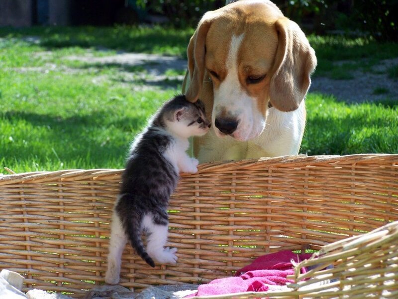 dog and kitten in basket