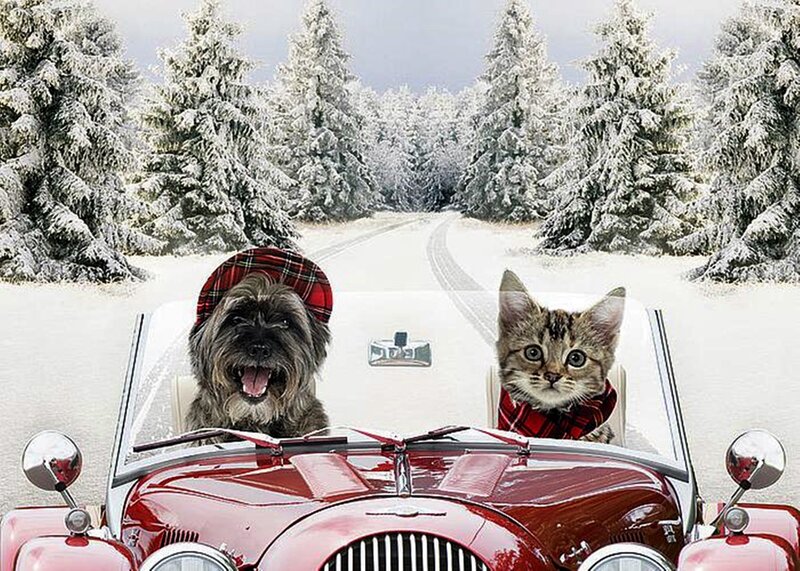 Dog and Kitten in Car