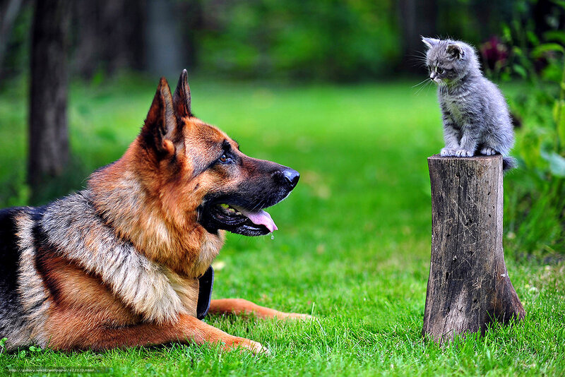 dog and kitten in garden