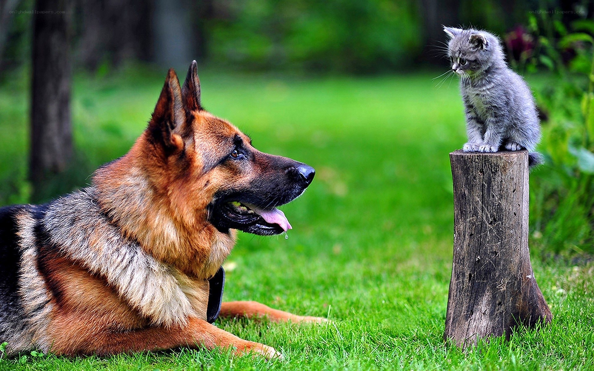 Dog and kitten in garden