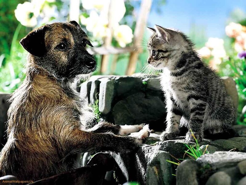 Dog and Kitten Interacting — Brown