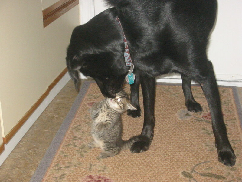 dog and kitten interacting