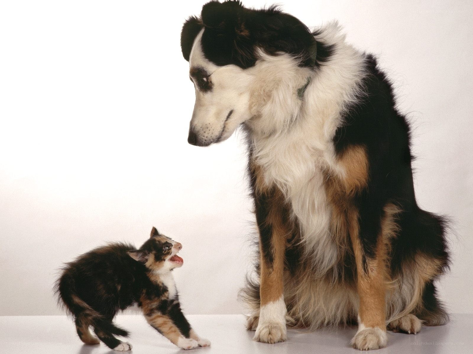 dog and kitten interaction