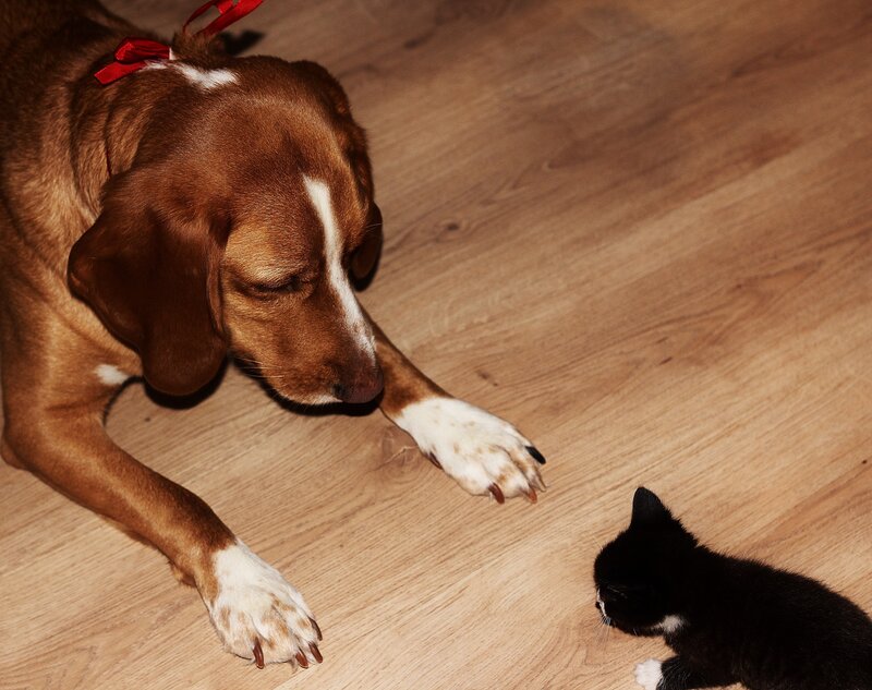 dog and kitten interaction