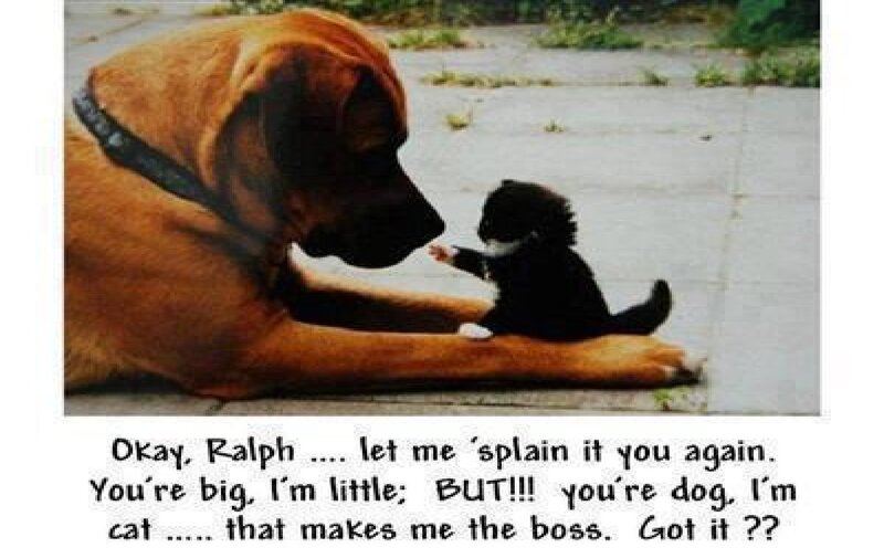 Dog and Kitten Interaction — Brown