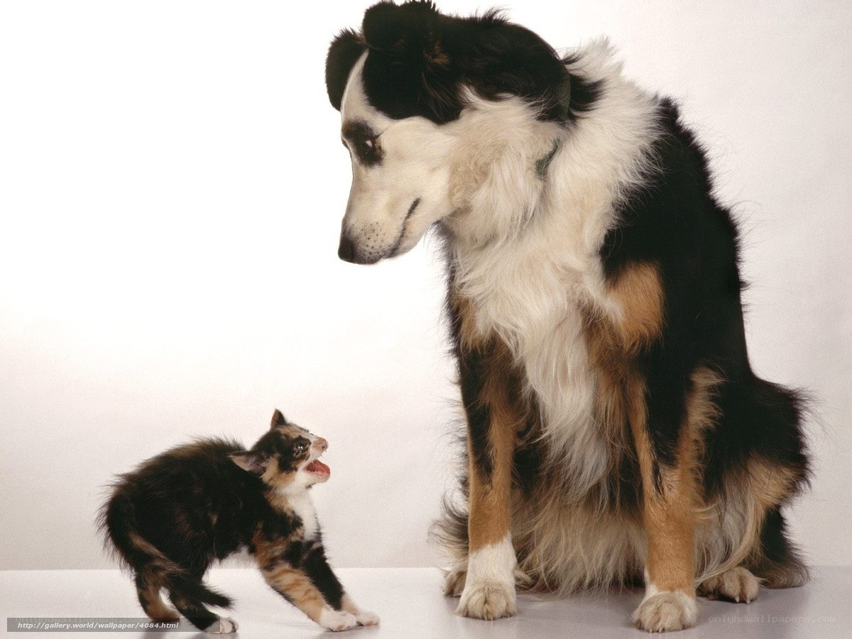 dog and kitten interaction