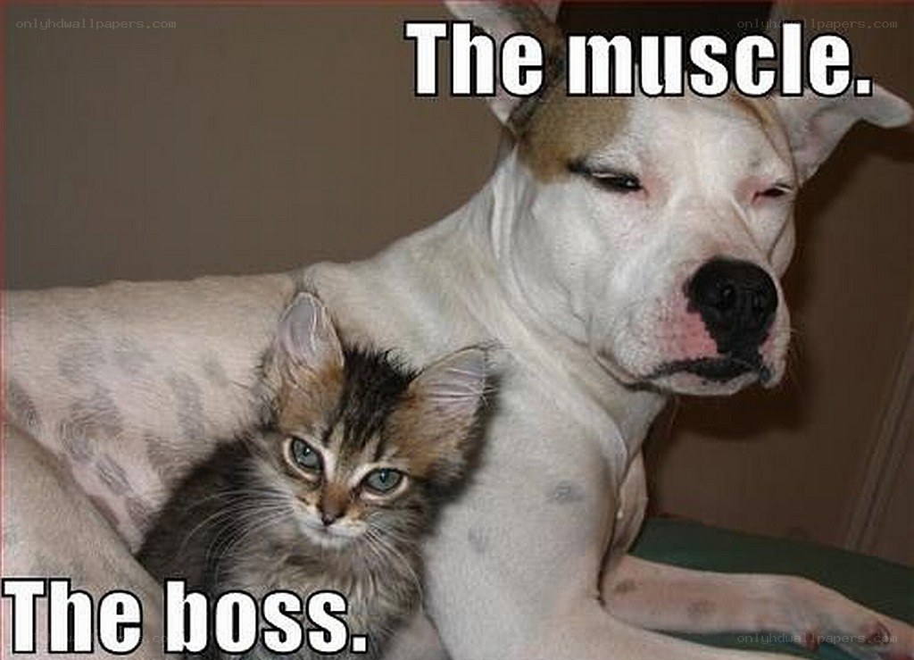 dog and kitten meme