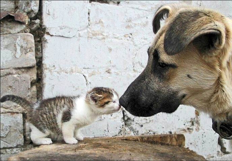 dog and kitten nose to nose