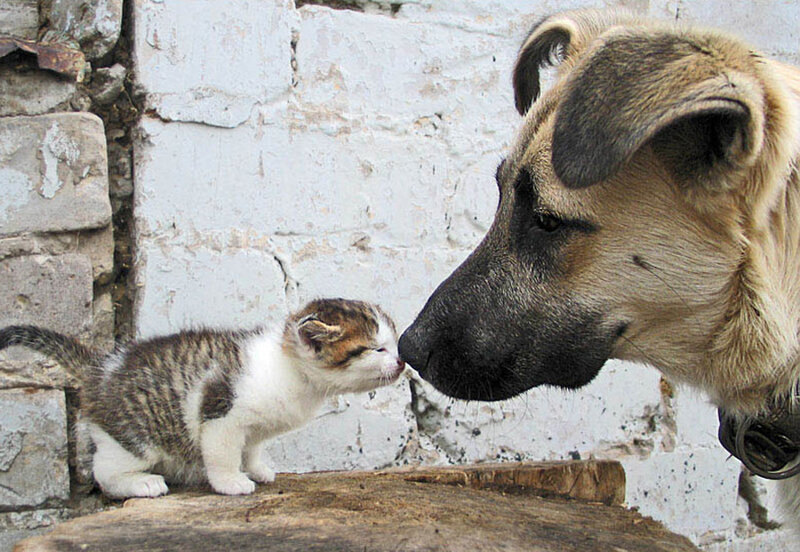 dog and kitten nose to nose