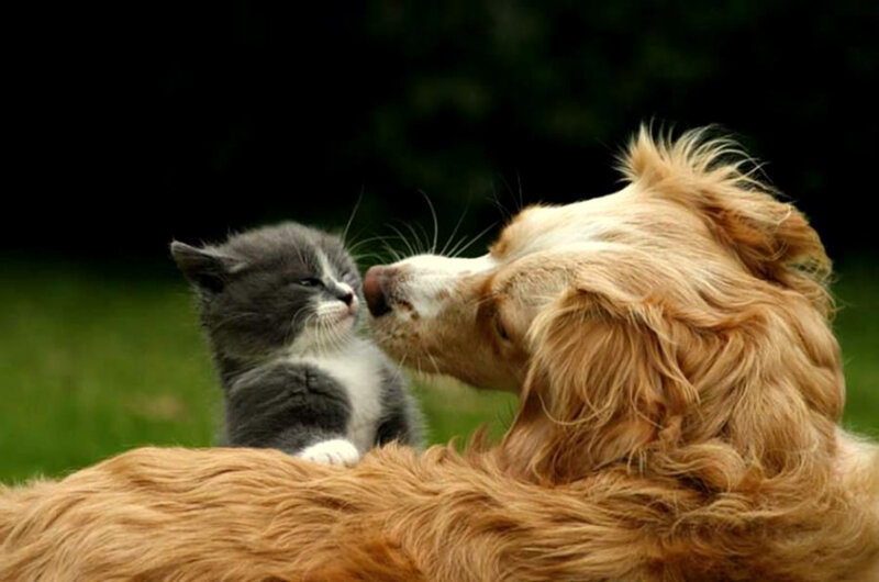 dog and kitten nuzzle