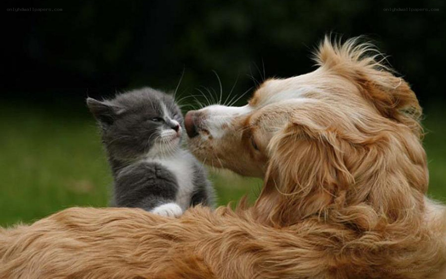 dog and kitten nuzzle