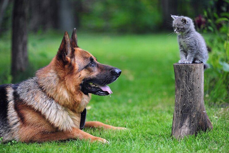 dog and kitten on a stump