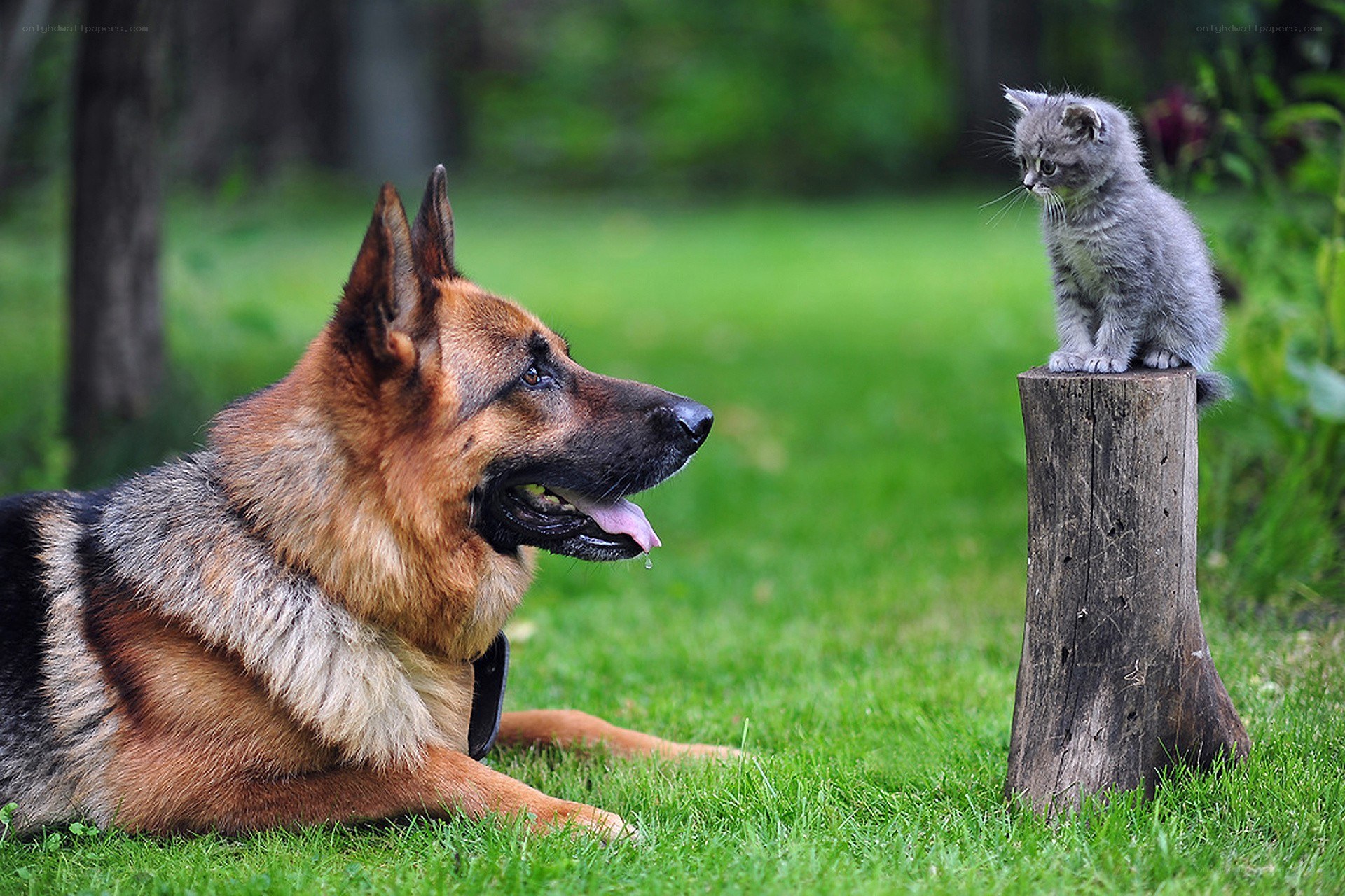 dog and kitten on a stump